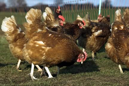 Free Range Hens